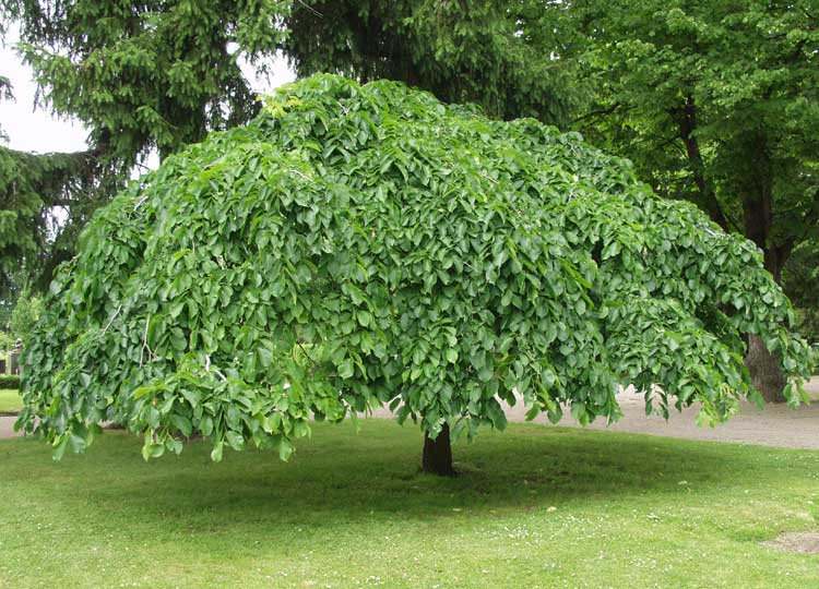Kartiojalava